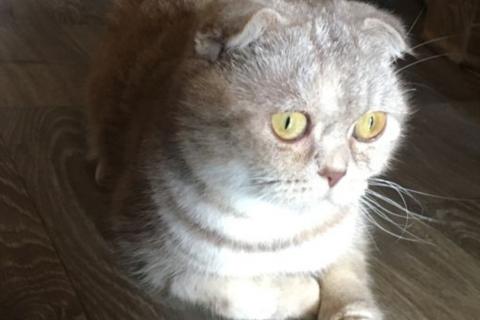 Продаю кошку. Шотландские мальчик и девочка. Фото4