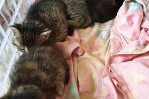 В дар кошку. Кошка. Фото2