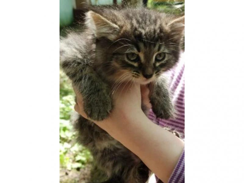 В дар кошку