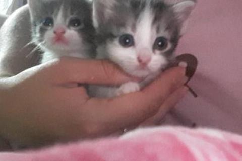 В дар кошку. Котята. Фото1