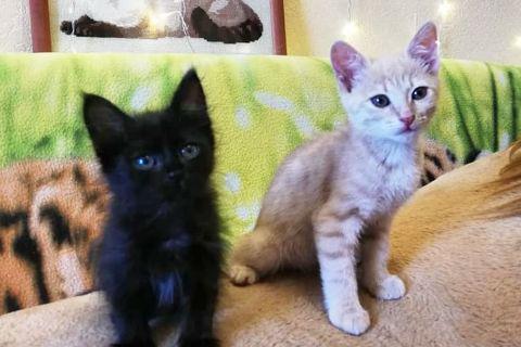 В дар кошку. Котята. Фото1