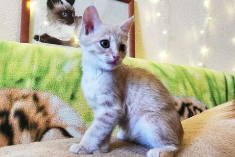 В дар кошку. Котята. Фото2