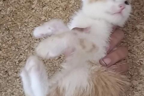 В дар кошку. Котята. Фото1