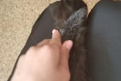 В дар кошку. Котята. Фото3