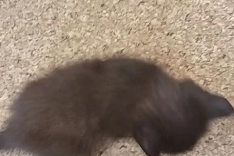 В дар кошку. Котята. Фото4