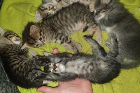 В дар кошку. Котята. Фото1