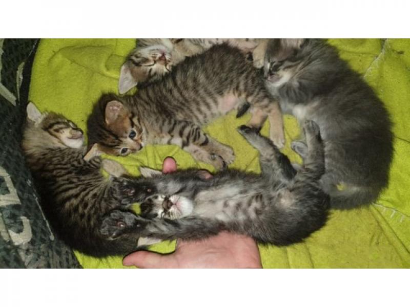 В дар кошку