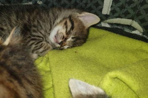 В дар кошку. Котята. Фото2