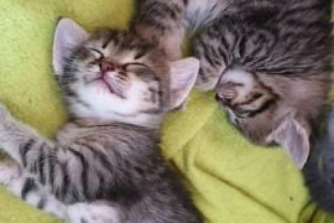 В дар кошку. Котята. Фото3