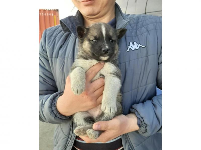 В дар собаку