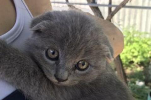 Продаю кошку. Котята. Фото1