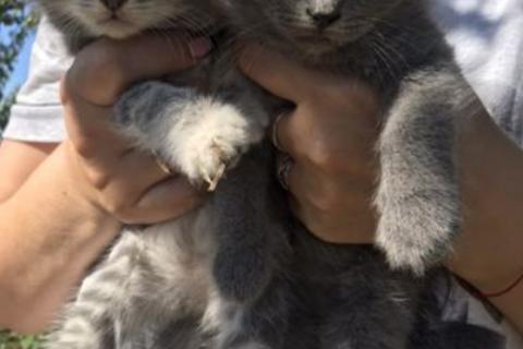 Продаю кошку. Котята. Фото2