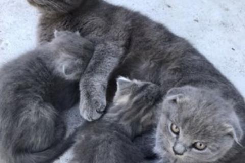 Продаю кошку. Котята. Фото3