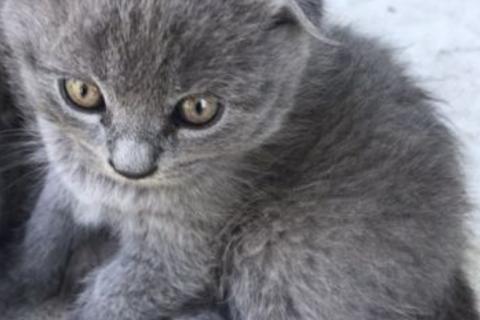 Продаю кошку. Котята. Фото4