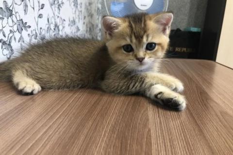 Продаю кошку. Британские котята. Фото2