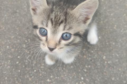 Потерял/Нашел кошку. ИЩУ КОТËНКА! . Фото1