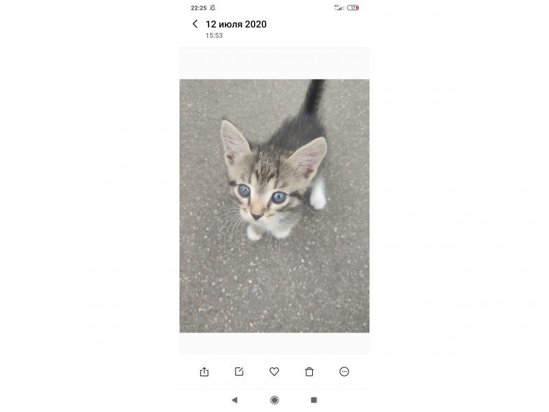 Потерял/Нашел кошку