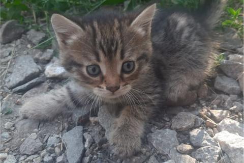 В дар кошку. Котята даром в добрые руки. Фото3