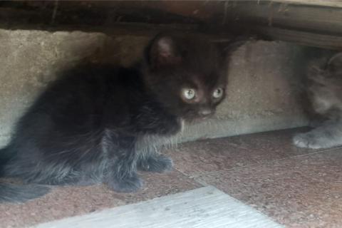 В дар кошку. Котята даром в добрые руки. Фото4