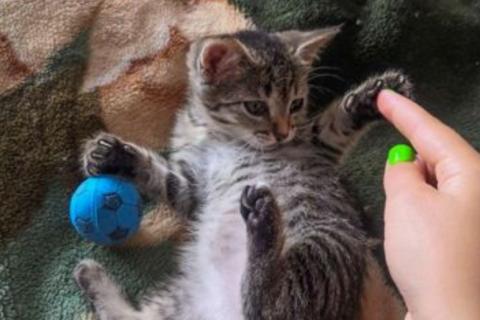 В дар кошку. Котенок. Фото1