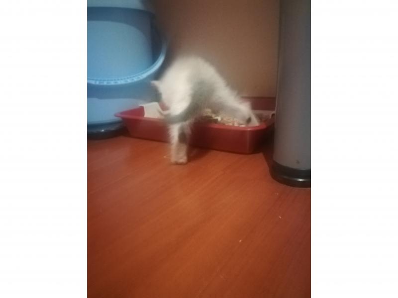 В дар кошку