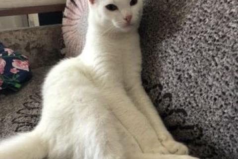 В дар кошку. Котёнок. Фото1