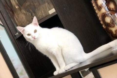 В дар кошку. Котёнок. Фото3