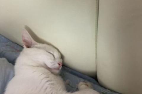 В дар кошку. Котёнок. Фото4