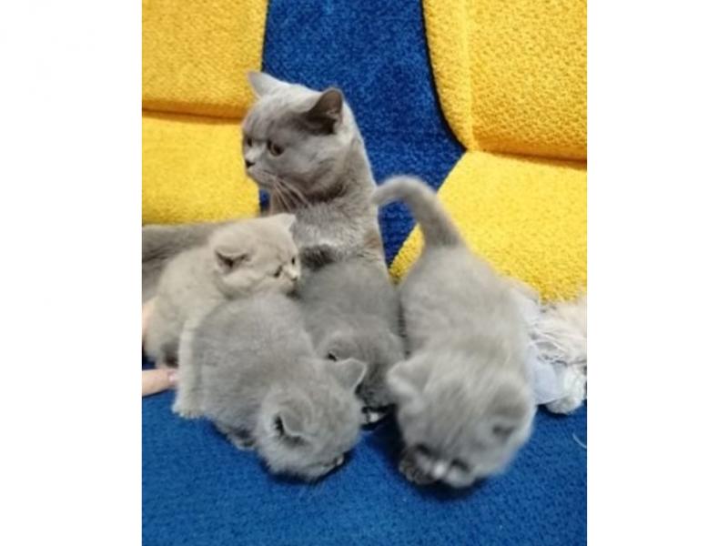 Продаю кошку