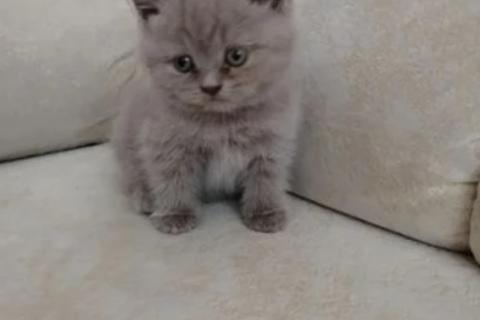 Продаю кошку. Британские котята. Фото3