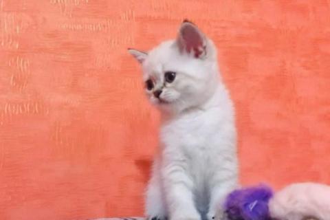 Продаю кошку. Котята шотландские. Фото1