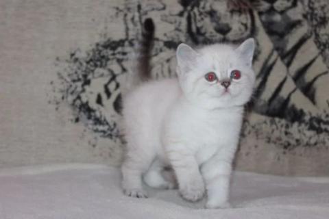 Продаю кошку. Котята шотландские. Фото3