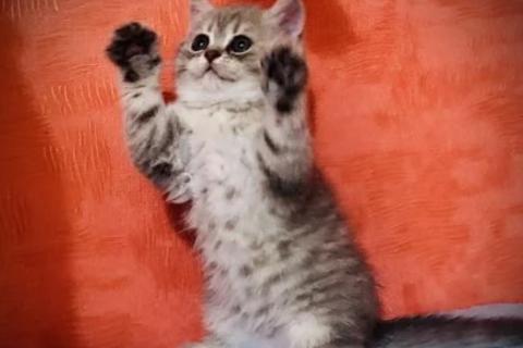 Продаю кошку. Котята шотландские. Фото4