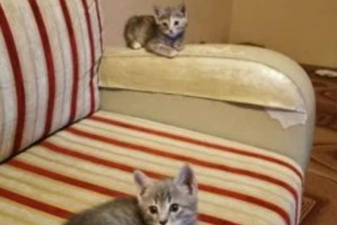 В дар кошку. Кошка. Фото1