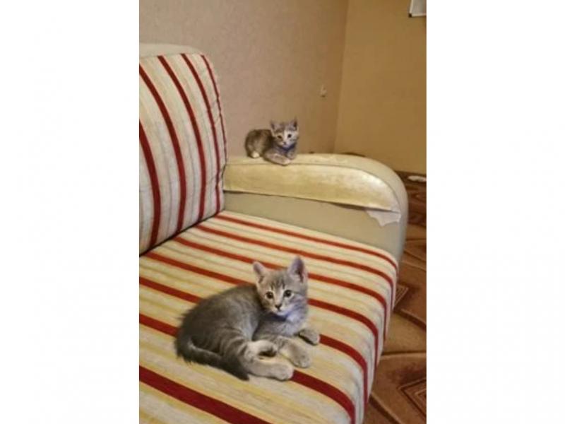 В дар кошку
