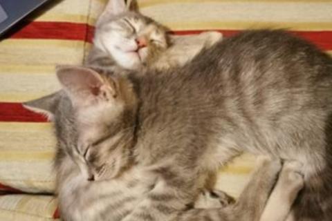 В дар кошку. Кошка. Фото2