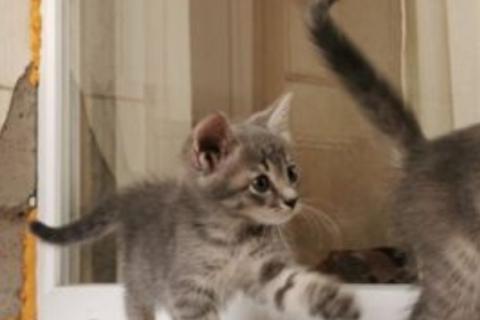 В дар кошку. Кошка. Фото3
