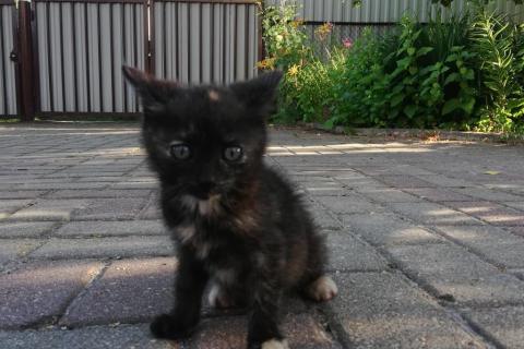 В дар кошку. Милый котёночек  ищет себе семью. Фото3