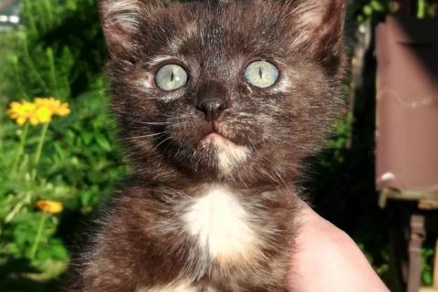В дар кошку. Милый котёночек  ищет себе семью. Фото1