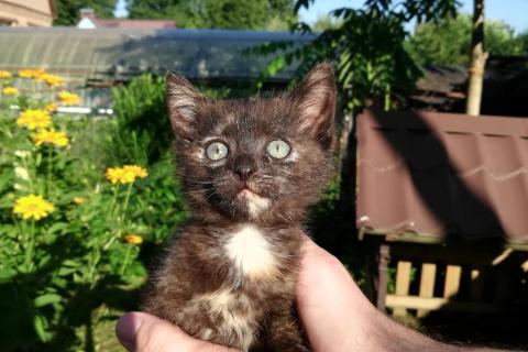 В дар кошку. Милый котёночек  ищет себе семью. Фото2