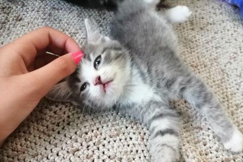 В дар кошку. Котята. Фото1