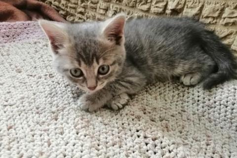 В дар кошку. Котята. Фото2