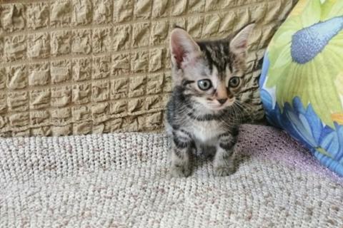 В дар кошку. Котята. Фото3