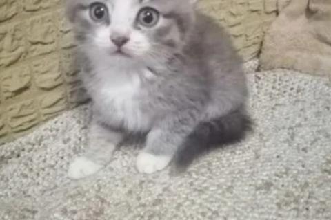 В дар кошку. Котята. Фото4