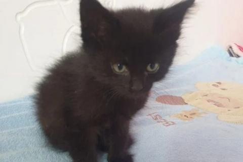 В дар кошку. Котята в дар. Фото4