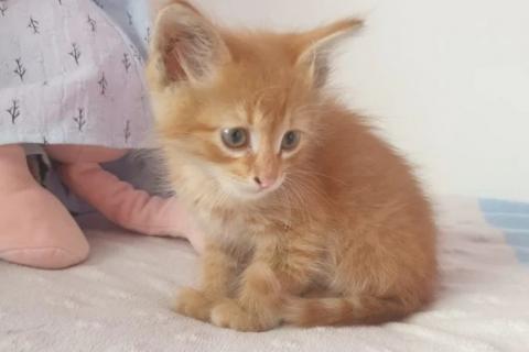 В дар кошку. Котята в дар. Фото3