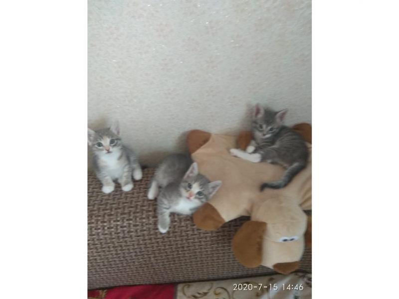 В дар кошку