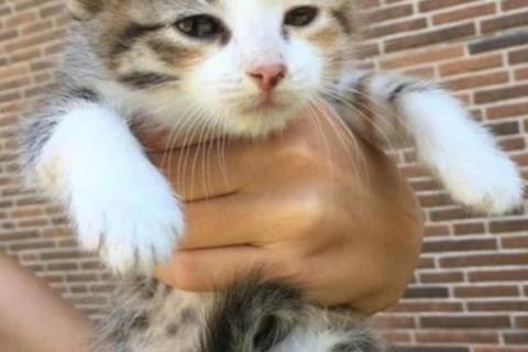 В дар кошку. Котята. Фото1