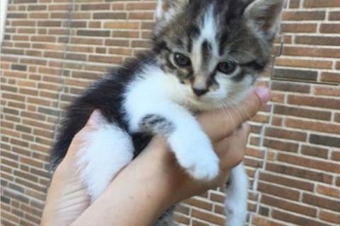 В дар кошку. Котята. Фото2