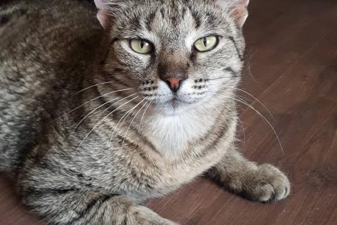 В дар кошку. Кошка Рыся в добрые руки. Фото1